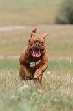 DOGUE DE BORDEAUX 068